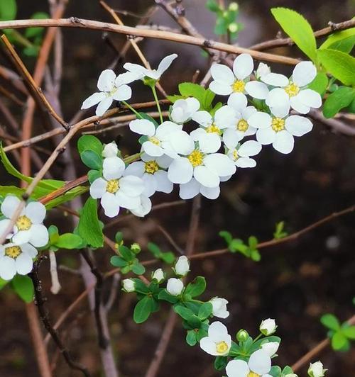 遗忘之花（探寻这种花的神秘花语）