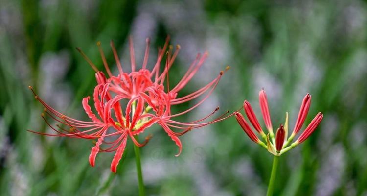 永生之花的花语（揭秘那些神秘的花语）