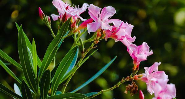 友情长久——莲花花语（莲花寓意深远）