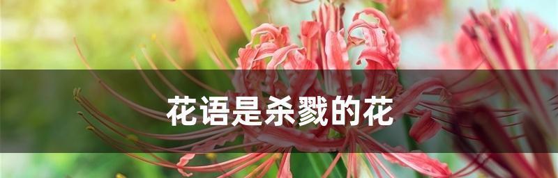 花语祝福——一朵寓意深刻的花