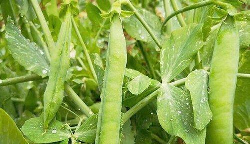 探究植物中的食茎（揭秘植物中的营养宝库）