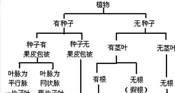 矢车菊的生长条件探讨（喜阳还是喜阴）