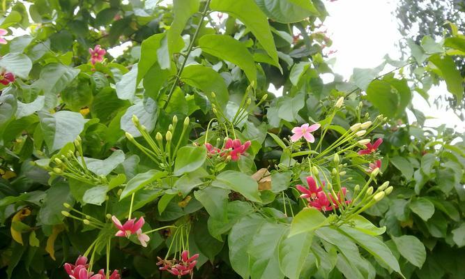 使君子的花开之道（掌握花开的规律）