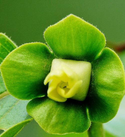 柿子开花时间与特点（探究柿子开花的季节和花朵特征）