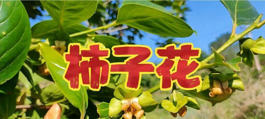 从树到花——探秘柿子树的开花情况（柿子树是否会开花）