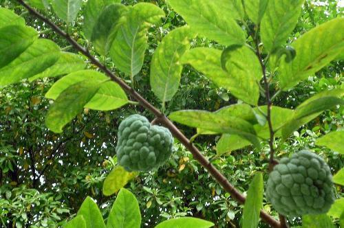 释迦果核种植指南（从果核到果实）