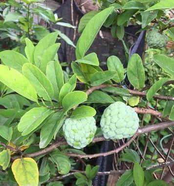 释迦果的种植季节与技巧（优化释迦果产量的关键技术与方法）