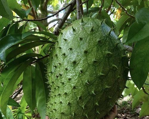 释迦果的种植地选择（适宜种植的环境条件和技术要求）