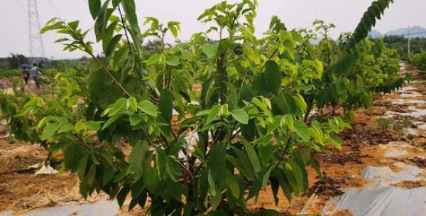 释迦果种子怎么种植（详细介绍释迦果种子的种植方法与技巧）