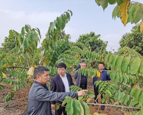 释迦的种植与管理技术（从种子到果实的全过程掌握）