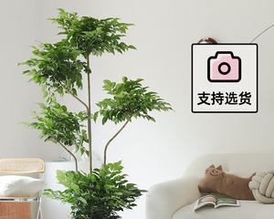 15种室内大型好养植物推荐（让你的家变成绿色天堂）