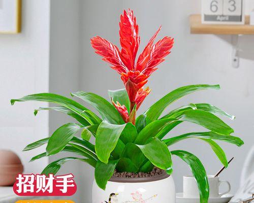 室内招财植物推荐（打造幸福家庭）