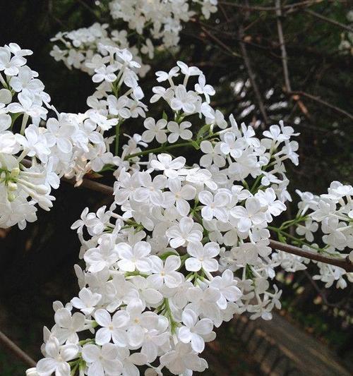 五瓣丁香花的美丽与含义（探寻五瓣丁香花的深刻内涵）