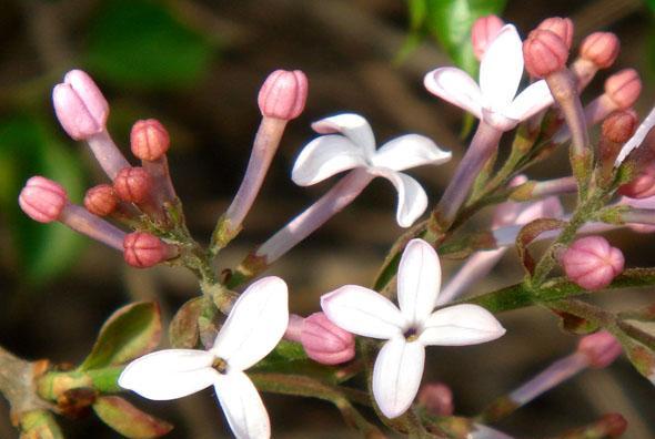 五瓣丁香花的美丽与含义（探寻五瓣丁香花的深刻内涵）