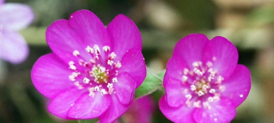 五叶草的花语及其寓意（幸运与希望的象征——五叶草的花语解读）