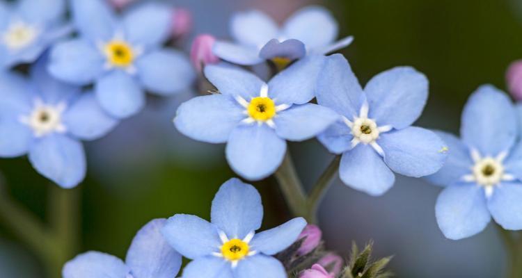 勿忘我的花语——永恒的记忆（以勿忘我的花语探寻爱与坚持的真谛）