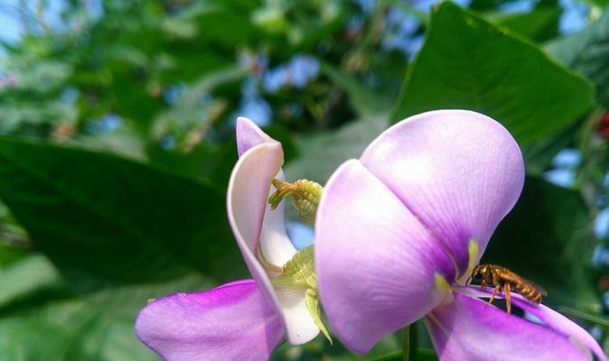 以西兰花花语和寓意（探索以西兰花为主题的花语和象征意义）