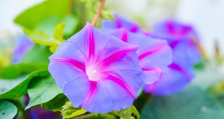 夏日花海盛景（绚烂多彩的夏季花朵令人陶醉）