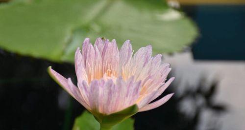 香槟睡莲的花语及其美丽寓意（探寻香槟睡莲的花语和象征意义）