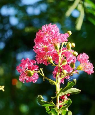 花朵的光明与黑暗（探索花朵中隐藏的象征意义）