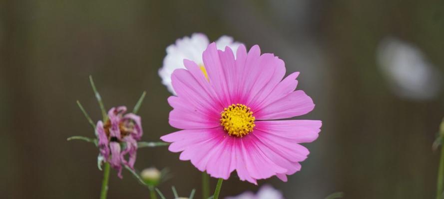 老师之花——致敬辛勤耕耘的教育者（花开在校园）