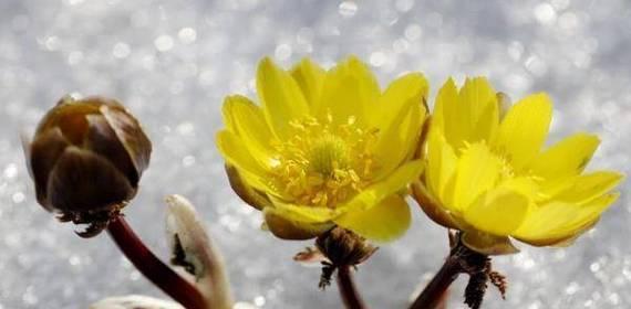 雪莲花（探秘雪莲花的花语和意义）