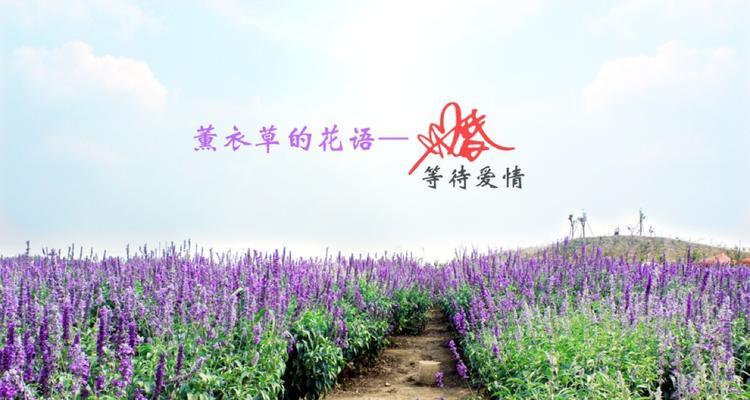 薰衣草花语与寓意（传达温馨与祝福的完美选择）