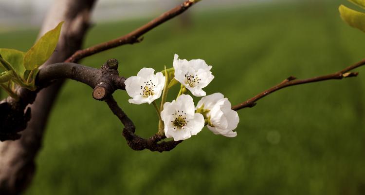 梨花中蕴含的十二生肖意象（探寻梨花与十二生肖的奇妙关联）