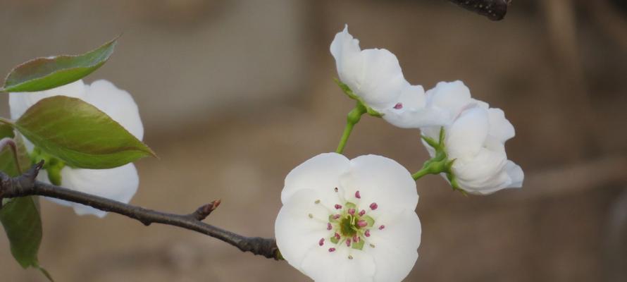 梨花花语与代表意义的探究（梨花之美在花语中蕴藏着何等含义）