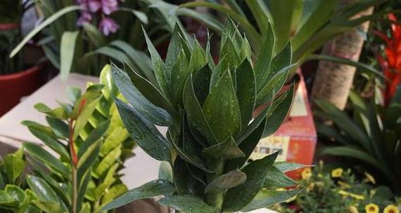 以莲花竹的寓意和象征风水（从莲花竹的象征意义到风水应用）