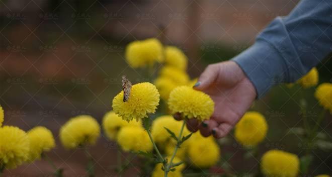 绿菊花的花语之美——春意盎然、希望与新生（绿菊花作为一种寓意深远的花卉）