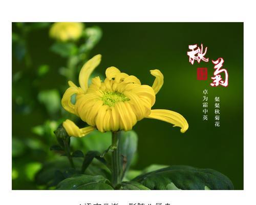 绿菊花的花语与寓意（揭示绿菊花的秘密及其象征意义）