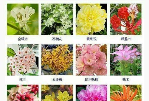 罗宾百合花语的深意（揭开罗宾百合花语的神秘面纱）