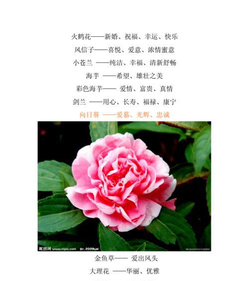 麦秆菊（揭示麦秆菊花语和寓意的世界）