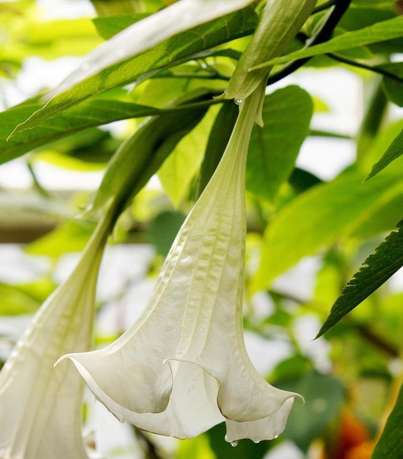 曼陀罗花的寓意与象征意义（探究曼陀罗花在文化与宗教中的独特角色）