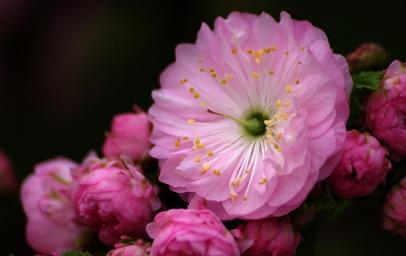 梅花的花语与寓意（探寻梅花的美丽与哲理）