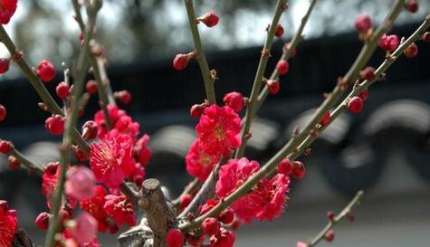 梅花的花语与寓意（探寻梅花的美丽与哲理）