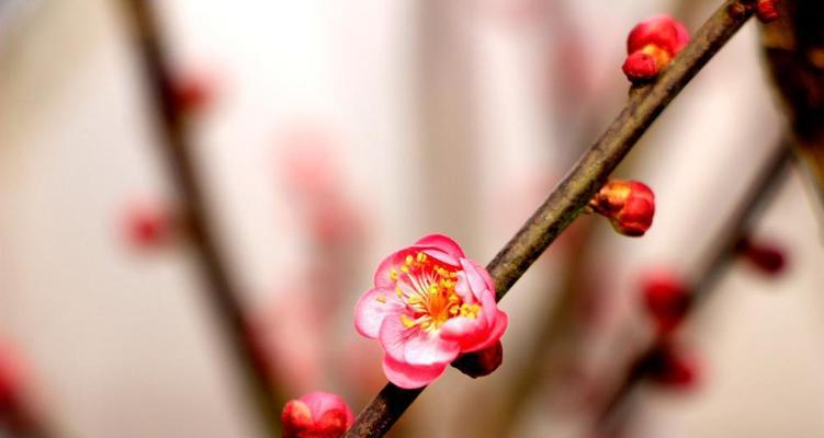 梅花的花语与象征寓意（寒冬中的坚韧与希望）