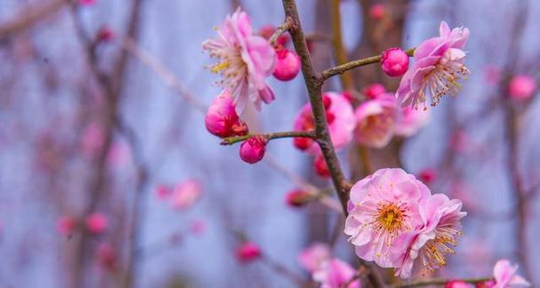 梅花的花语与象征寓意（寒冬中的坚韧与希望）