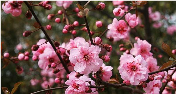 梅花的花语与象征寓意（寒冬中的坚韧与希望）