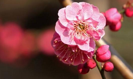 梅花花语的象征与寓意（探索梅花的美丽和深远含义）