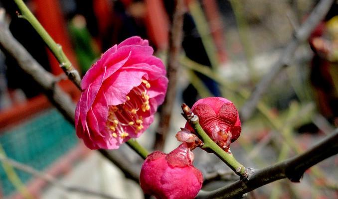 梅花之人——坚韧、纯洁、追求美的化身（用梅花品格解读人生）