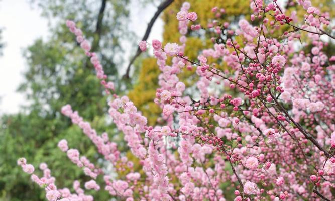 梅州市花梅花的象征寓意（探寻梅州市花梅花的文化内涵）