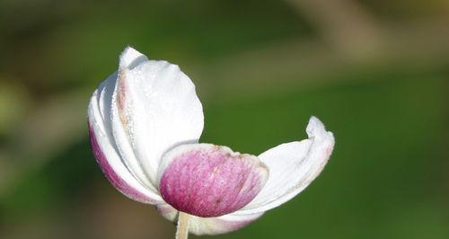 棉花花语与寓意（探索棉花的神秘之语）