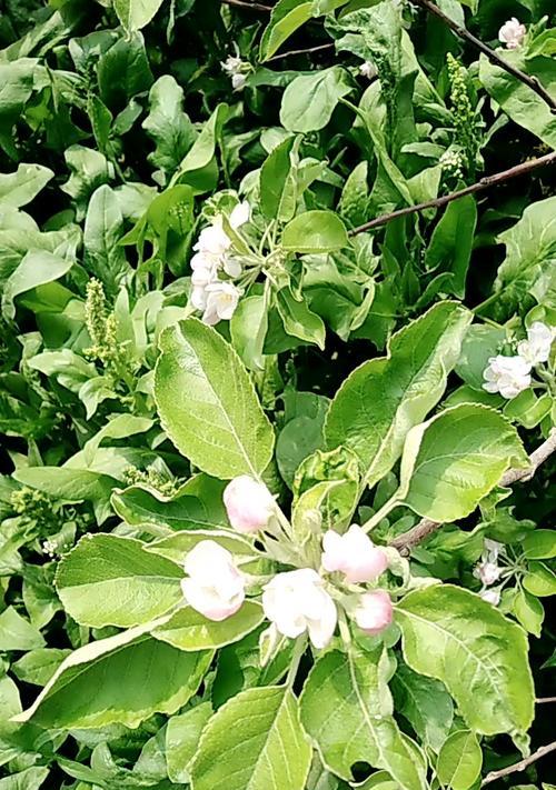 苹果花的象征意义与魅力（探寻苹果花的文化内涵及寓意）