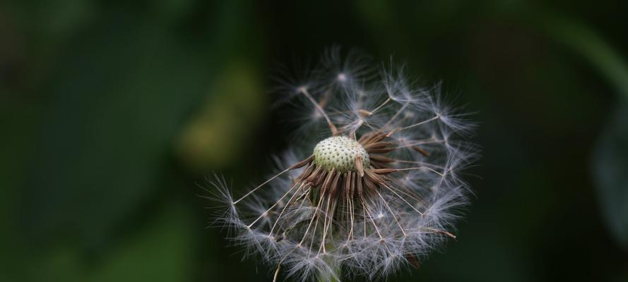 蒲公英的象征意义及其重要性（用“希望”为名的蒲公英）