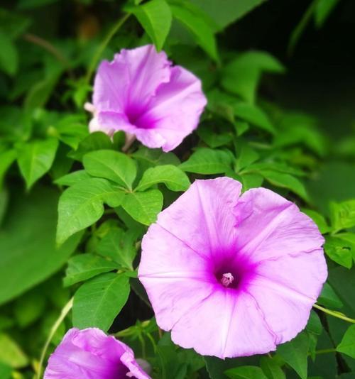 牵牛花的象征意义及寓意（牵牛花）