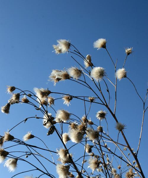 绒花花语与寓意的奥秘（揭开绒花背后隐藏的15个意义）