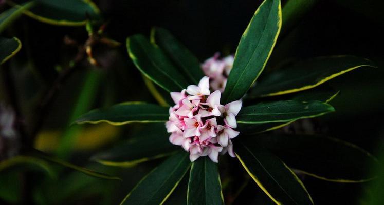 瑞香花（瑞香花的花语和代表意义）