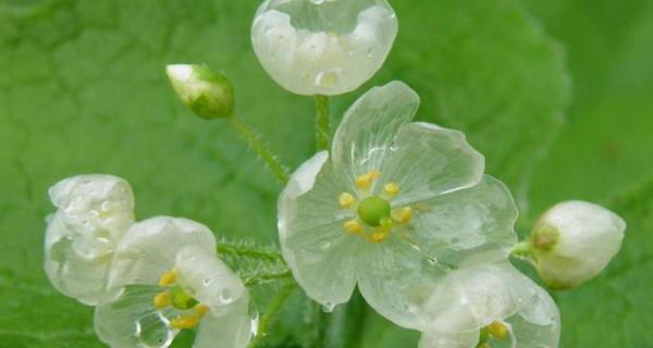 纯洁之花（以白色莲花为代表的纯洁）